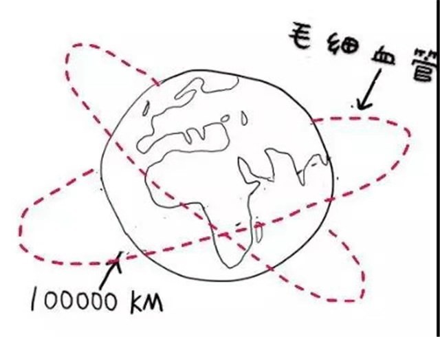 毛细血管 毛细血管