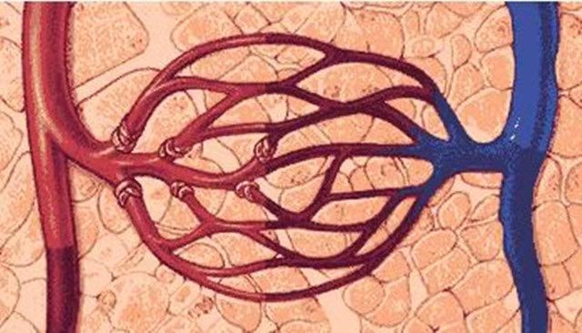 微循环对人体的重要性 微循环对人体的重要性